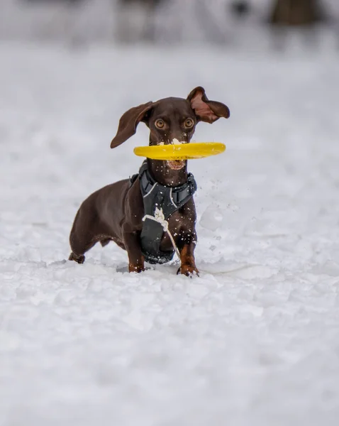 Perro Juega Con Disco Nieve —  Fotos de Stock