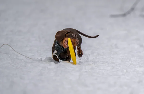 Cão Brinca Com Disco Neve — Fotografia de Stock