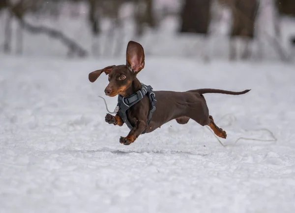 Köpek karda bir diskle oynar.