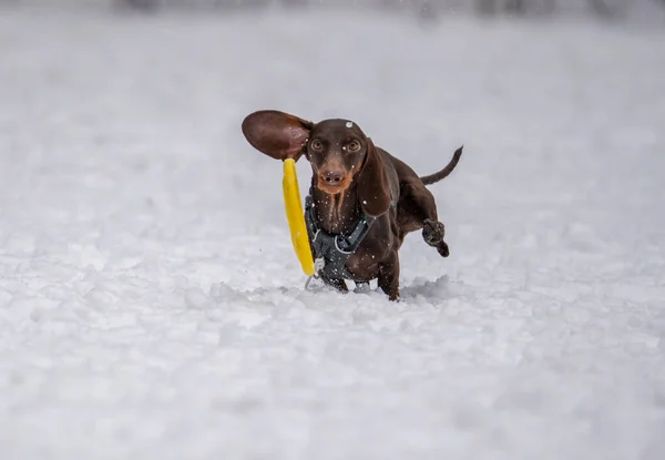 犬は雪の中でディスクと遊ぶ — ストック写真