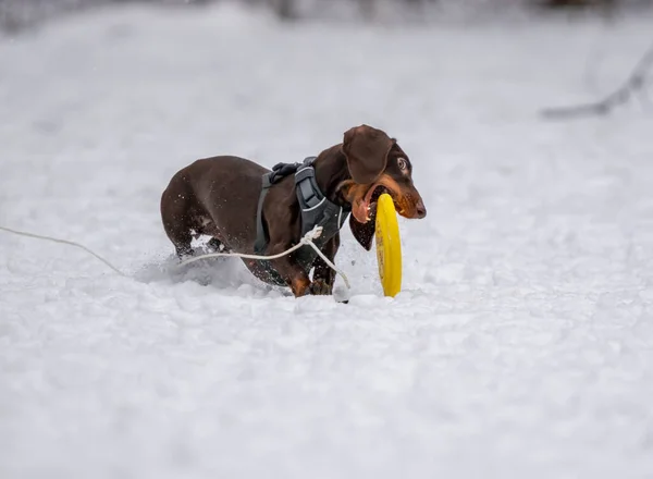 Cane Gioca Con Disco Nella Neve — Foto Stock