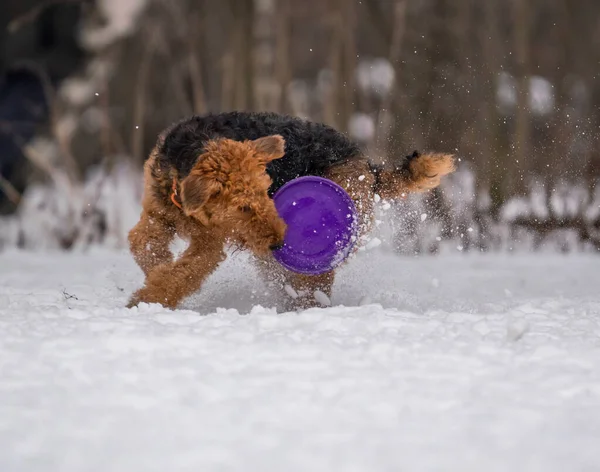 犬は雪の中でディスクと遊ぶ — ストック写真