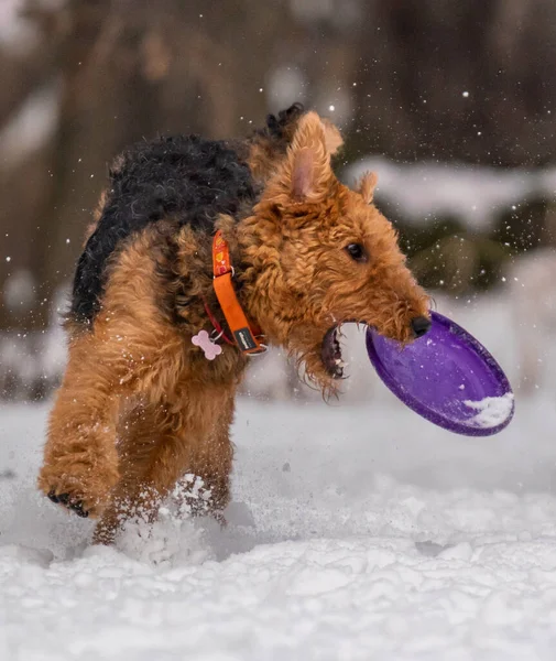 犬は雪の中でディスクと遊ぶ — ストック写真