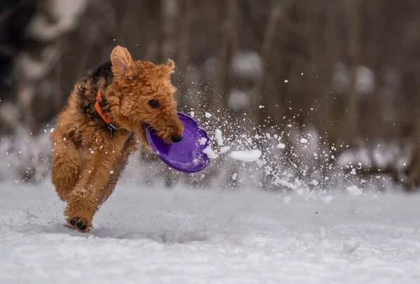 犬は雪の中でディスクと遊ぶ — ストック写真