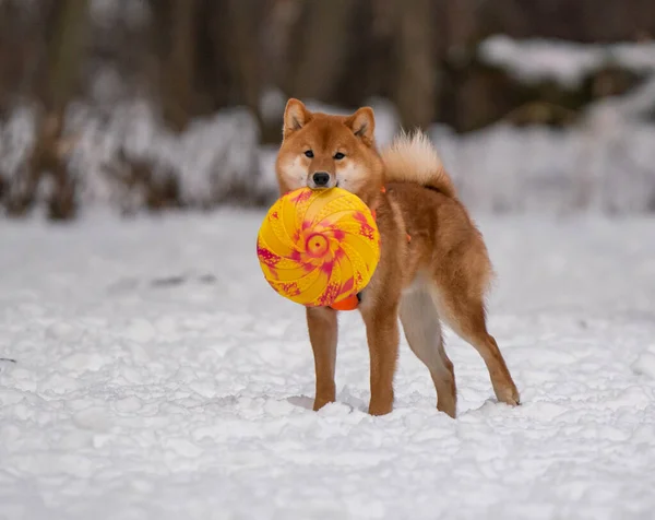 Perro Juega Con Disco Nieve —  Fotos de Stock