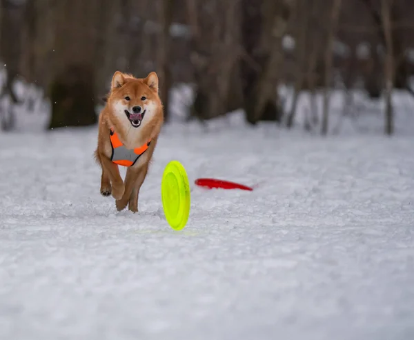 犬は雪の中でディスクと遊ぶ — ストック写真