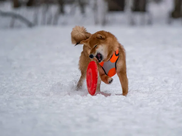 Dog Plays Disc Snow — Stock Photo, Image