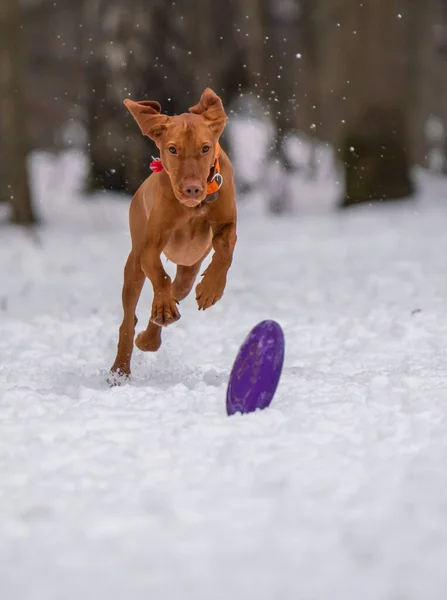 Dog Plays Disc Snow Royalty Free Stock Photos