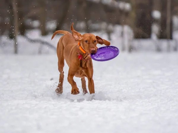 Dog Plays Disc Snow Stock Image