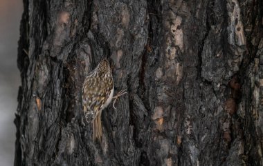 Kümes hayvanları ağaçta oturur.