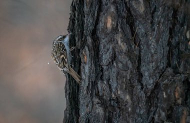 Kümes hayvanları ağaçta oturur.