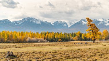Sonbahar dağları ve sonbahar ağaçları
