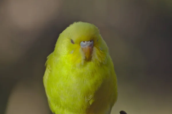 Kleiner Vogel Schläft Friedlich — Stockfoto