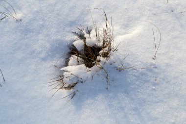Karla kaplı tarla. Kar ve karla kaplı çimenler.