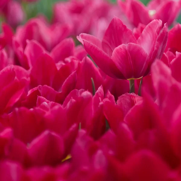 Blooming Red Tulips Field Close Beautiful Floral Pattern — Stock Photo, Image