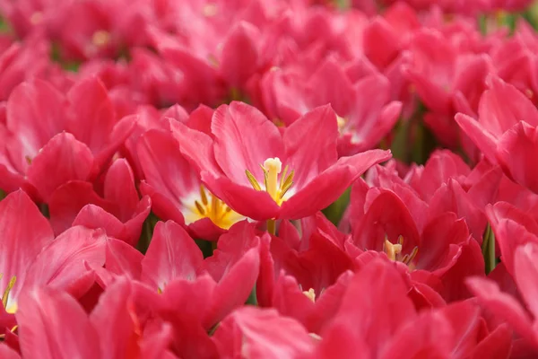 Blooming Red Tulips Field Close Beautiful Floral Pattern — Stock Photo, Image