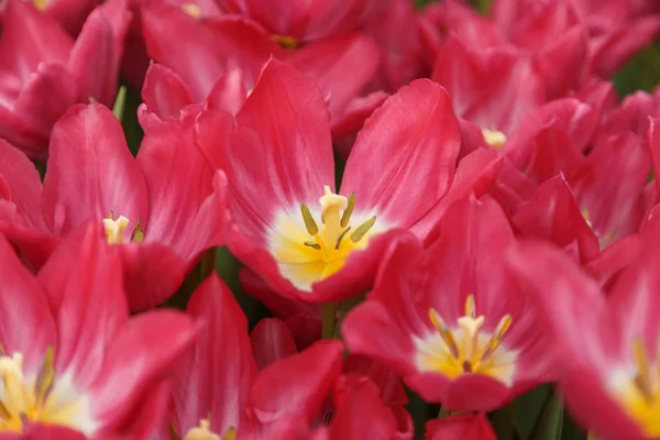 Blooming Red Tulips Field Close Beautiful Floral Pattern — Stock Photo, Image