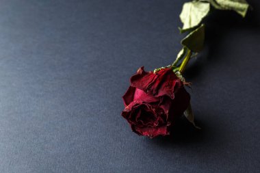 Koyu arkaplanda kurumuş kırmızı gül çiçeği