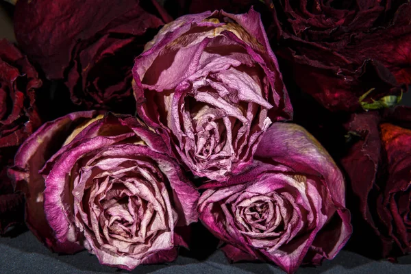 Dried Pink Roses Dark Background — Stock Photo, Image