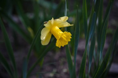 Bahçedeki güzel sarı nergis çiçeği.