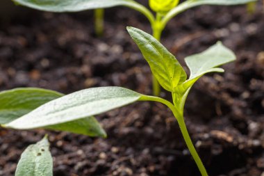 Baharda taze filizler ıslak topraklara yakın çekim. Yaprakların üzerindeki çiy damlaları.