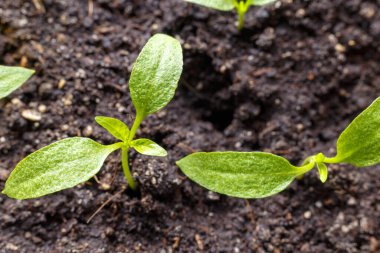 Baharda taze filizler ıslak topraklara yakın çekim. Yaprakların üzerindeki çiy damlaları.