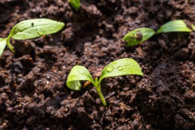 Baharda taze filizler ıslak topraklara yakın çekim. Yaprakların üzerindeki çiy damlaları.