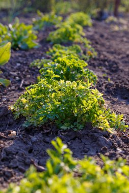 İlkbaharda filizlenir güneş ışığında.