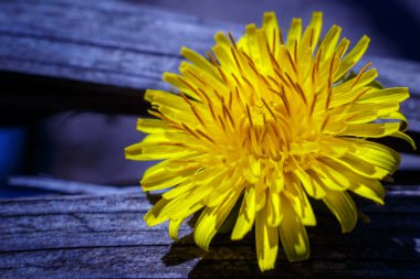 Sarı karahindiba çiçeği. Koyu zıt bir arkaplanda yakın plan..