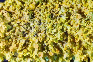 Lichen dokusu yakın. Soyut arkaplan.