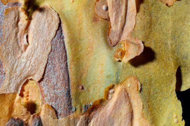 Çam kabuğunun dokusu yakın plan. Soyut ahşap arkaplan.