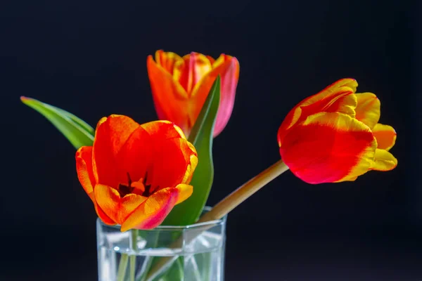 stock image Red tulips in a glass with water in the sunlight closeup.