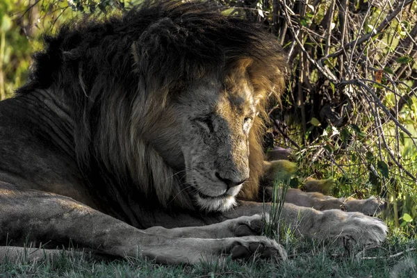 Año Pasado Visité Kenia Massai Mara Visto Familia Del León —  Fotos de Stock