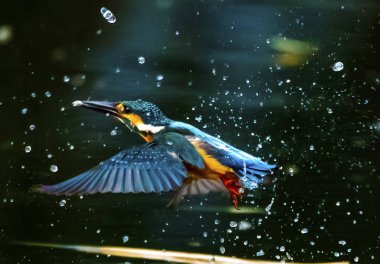 Bugün Dird 'in fotoğrafını çektim.,