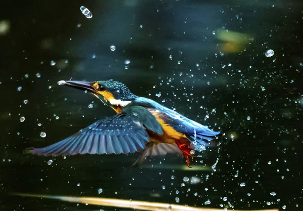 Bugün Dird 'in fotoğrafını çektim.,