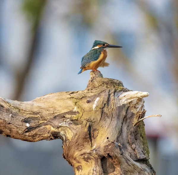 Ich Wurde Gefunden Dass Ein Eisvogel Stand Der Kerl Suchte — Stockfoto