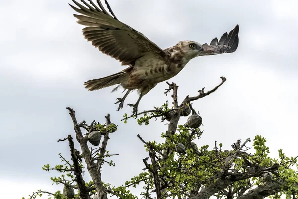 Der Adler Flog Und Suchte Nahrung — Stockfoto