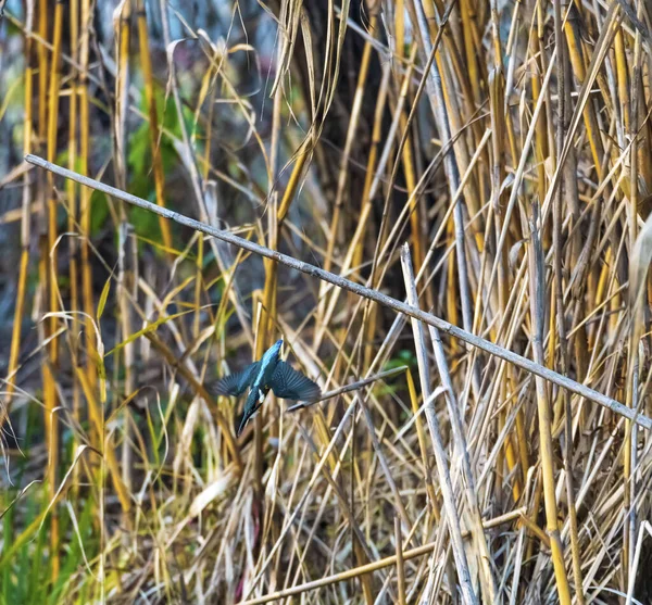 Der Eisvogel Flog — Stockfoto