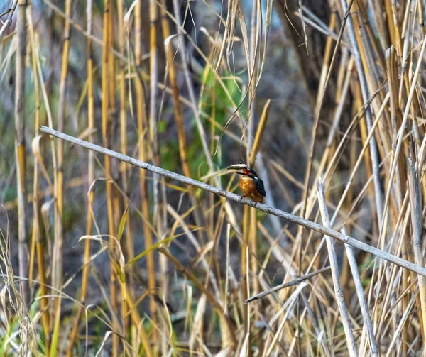 Der Eisvogel Fing Den Fisch — Stockfoto