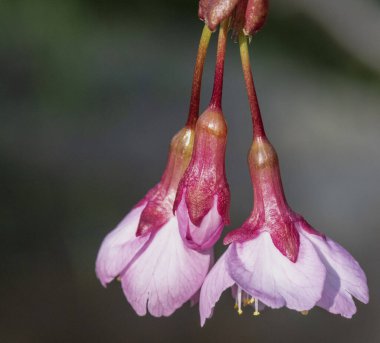 Bu yıl bahar geliyor. Çiçekler açıyor..
