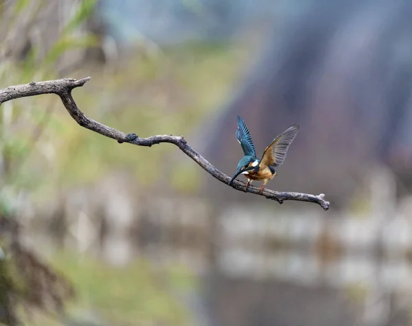Kingfisher Está Pronto Para Voar — Fotografia de Stock