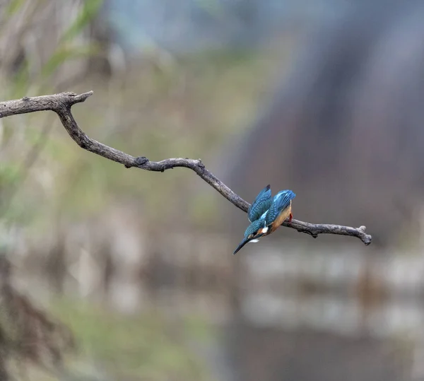 Kingfisher uçmaya hazır..