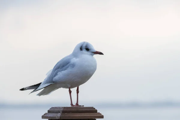 Seagull Standing Thinking Something — Stock Photo, Image