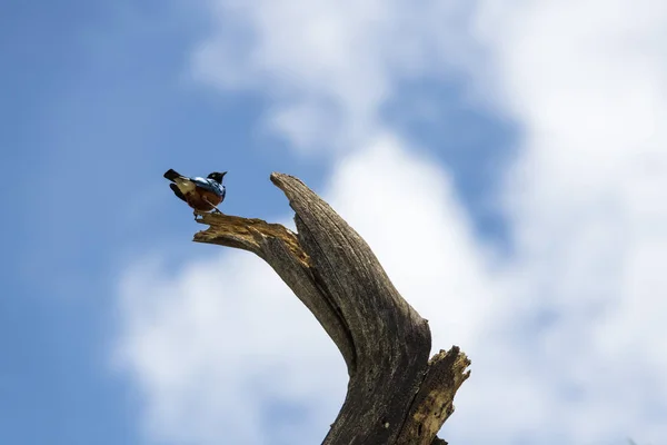 Der Vogel Stand Auf Dem Baum Bereit Nahrung Finden — Stockfoto