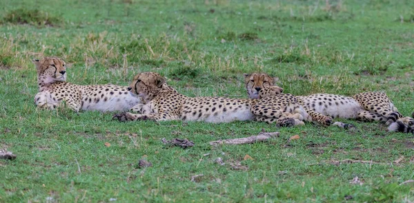 Last Year Hace Traveled Kenya Maasai Mara Found Five Cheetachs — Stok fotoğraf