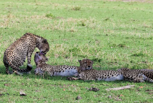 Last Year Hace Traveled Kenya Maasai Mara Found Five Cheetachs — Stok fotoğraf