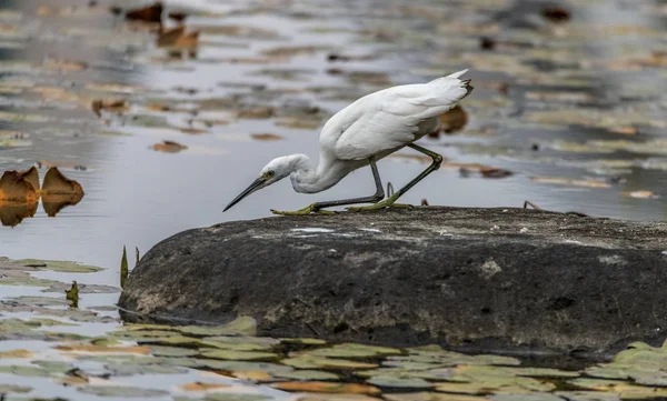 Akbalıkçıl göle doğru ilerliyordu. Dikkatli bir şekilde süzülüyor ve Fiah 'ı yakalamak istiyordu..