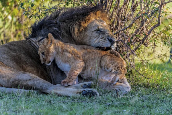 Lsat Year Have Traveled Kenya Maasai Mara Fiund Family Lion — Stock Photo, Image