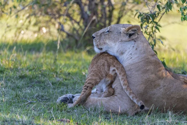 Lsat Bir Yıl Boyunca Kenya Seyahat Ettim Masai Mara Bir — Stok fotoğraf