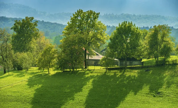 Çiftliğin etrafına dikilen ağaçların olduğu köye geldiğimde ağaçların gölgesi çok güzeldi..